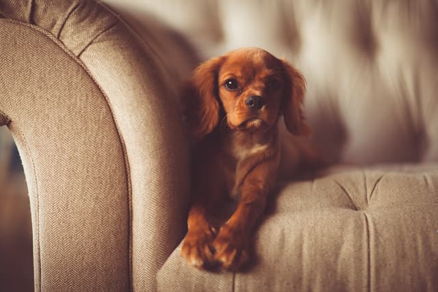 Couch Cleaning